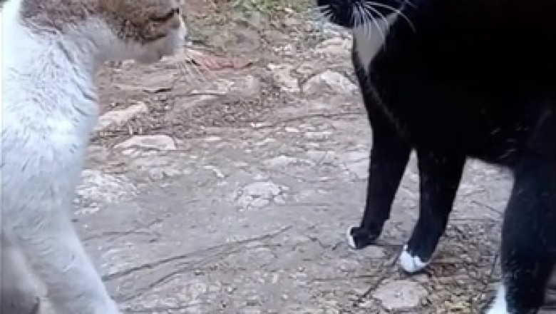 The Great Cattastic Clash: Black Cat Takes on White Cat in Hilarious Brawl!