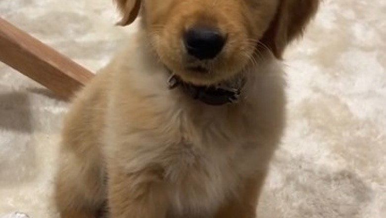 The Unbreakable Bond: Hysterically Heartwarming Video of a Loyal Small Dog's Hilarious Antics!