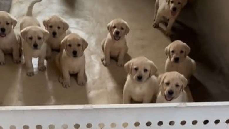 Tiny Pooches' Big Appetites: Hilarious Video of Small Dogs Having an Epic Food Time!