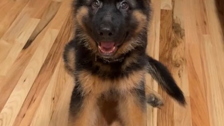 Tiny Pup with a Big Personality: Watch This Hilarious Small Shepherd Dog Take Charge!