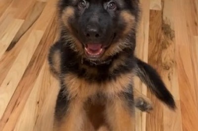 Tiny Pup with a Big Personality: Watch This Hilarious Small Shepherd Dog Take Charge!