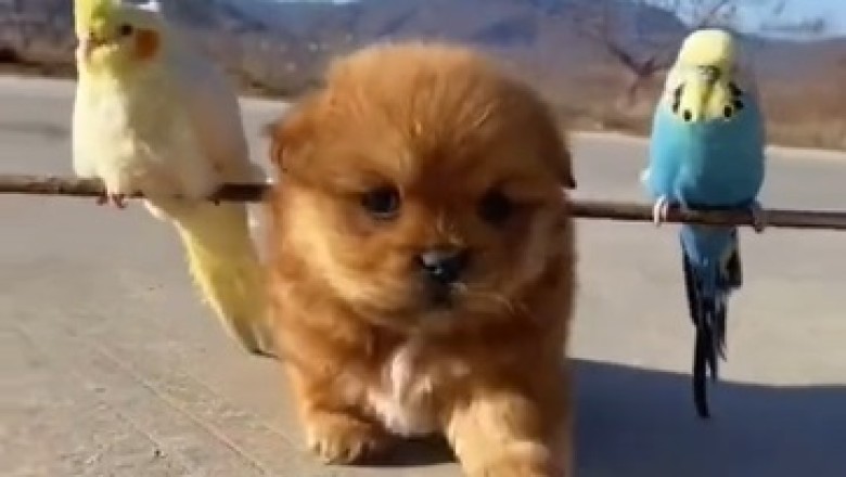 Unlikely Trio: Tiny Dog Becomes Ultimate Bird Taxi, Carries Canaries on a Unique Adventure!