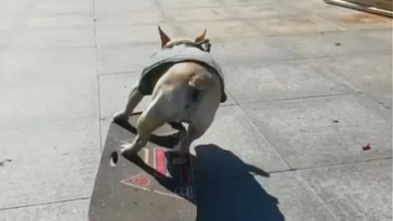 Unstoppable Skateboarding Dog Takes the Streets by Storm!