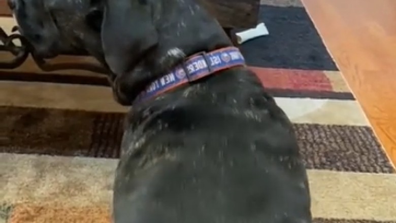 Canine Choreography Craze: Dogs Dancing Their Way into Your Heart!