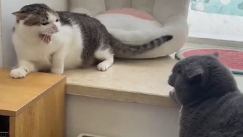 EPIC Battle of the Feline Titans: Two Cats Fighting!
