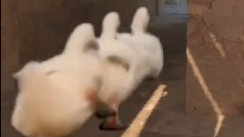 Heart-Stopping Moment: Watch as Fearless Duck Plays a Game of Cat and Mouse!