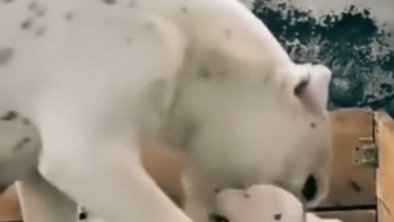 Heartwarming Video: Dog Mentors Small Pup to Master the Art of Skating!