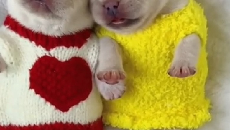 Heartwarming Video: Two Small Dogs Find Pure Bliss in Peaceful Slumber!