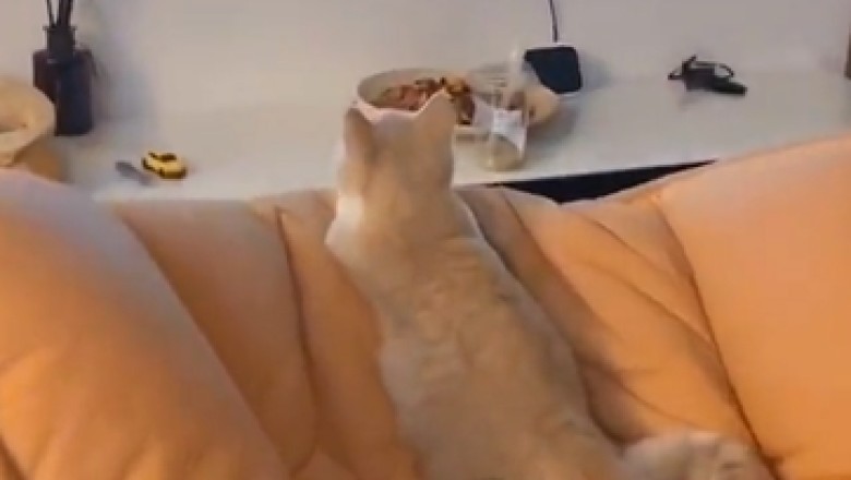 Hilarious Cat's Reaction to Iconic Tom and Jerry Show Will Leave You in Stitches!