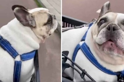 Hilarious Conversation Between Bike-Riding Owner and French Bulldog Goes Viral - You Won't Stop Laughing!