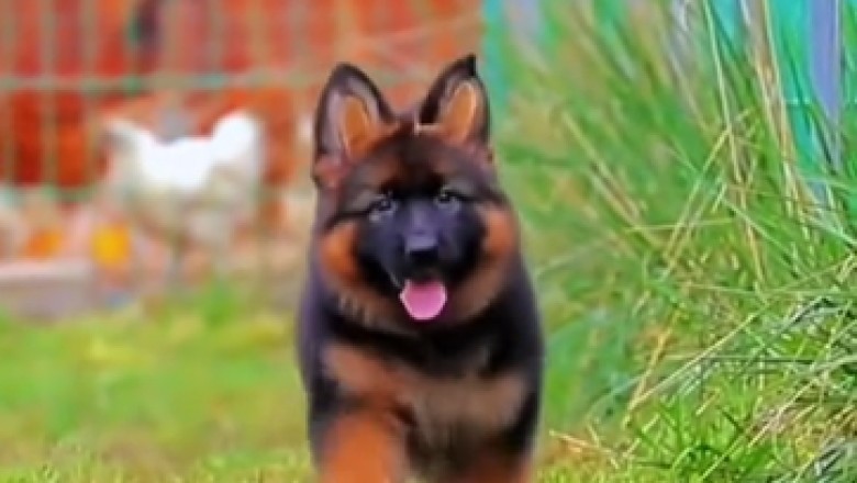 Hilarious Hijinks: This Adorable Small Shepherd Will Leave You in Stitches!