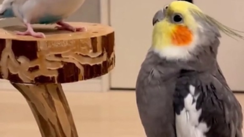 Hilarious Hijinks Unfold: Chatty Parrots Crack Us Up!