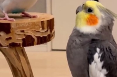 Hilarious Hijinks Unfold: Chatty Parrots Crack Us Up!