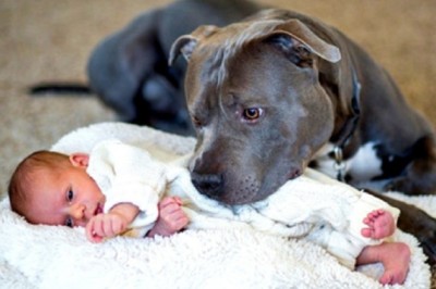 Incredible Dog Saves Baby from Burglar! Canine Hero's Unbelievable Instincts Leave Everyone in Awe