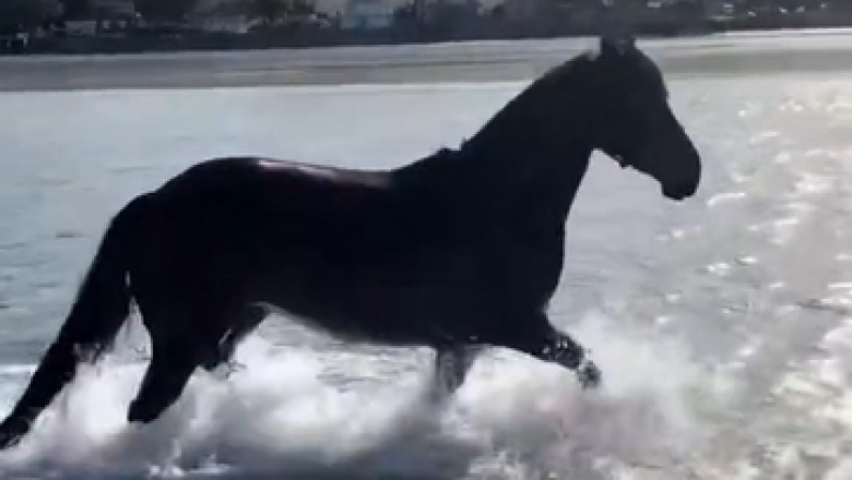 Incredible Escape: Horse Takes the Plunge into the Lake - A Heart-Stopping Moment!