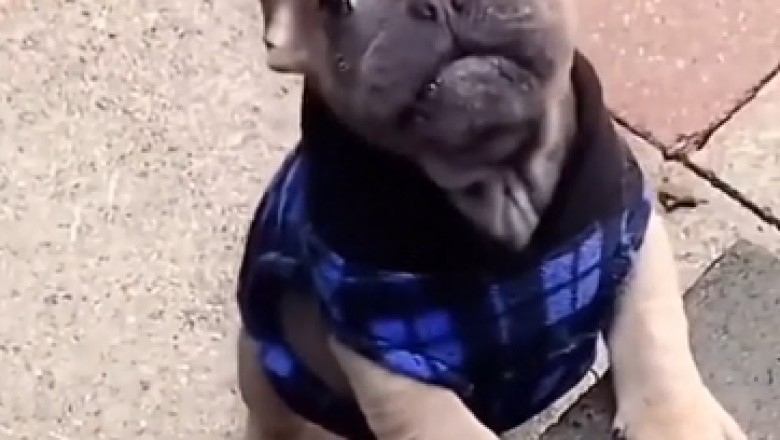 Incredible Small Bulldog Attempts to Speak, Leaves Internet Speechless!