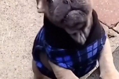 Incredible Small Bulldog Attempts to Speak, Leaves Internet Speechless!