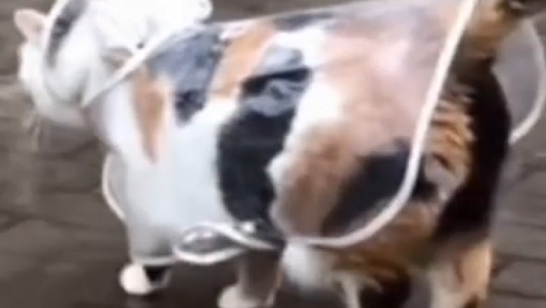 Rain or Shine: Watch the Incredible Bond Between a Clever Cat and Mother Nature!