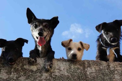 Rethinking the 7:1 Rule: Discovering the Complexities of Canine Aging