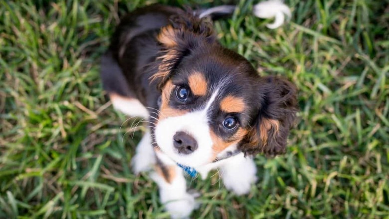 The Therapeutic Power of Cute Dog Photos: Improving Mental Health Through Virtual Canine Companionship