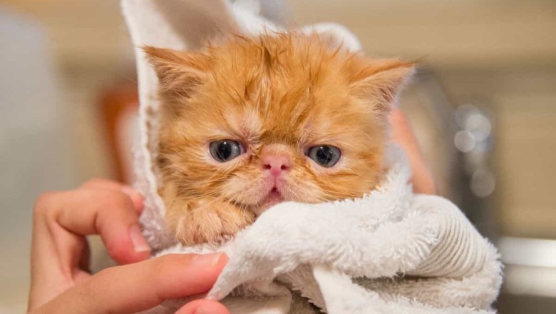 The Ultimate Guide to Bathing Cats: Tips for a Stress-Free Experience