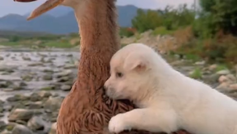 Unbelievable Footage: A Duck Adorably Carries a Small Dog and Races Towards Adventure!