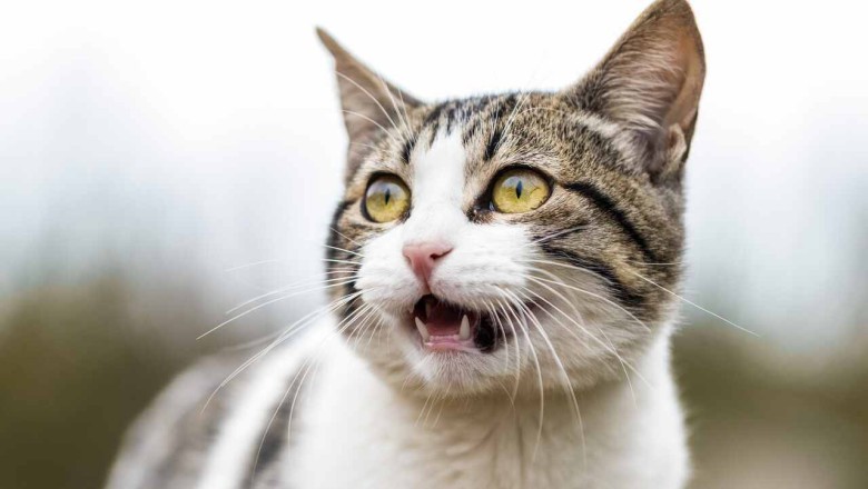 Cats Found to Have 276 Different Facial Expressions: New Research