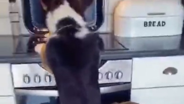 Epic Dog Teamwork Ensues as Two Canine Heroes Strategically Assist Their Friend in Reaching Food on the Stove! This Hilarious Video Will Make Your Heart Melt!