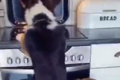 Epic Dog Teamwork Ensues as Two Canine Heroes Strategically Assist Their Friend in Reaching Food on the Stove! This Hilarious Video Will Make Your Heart Melt!