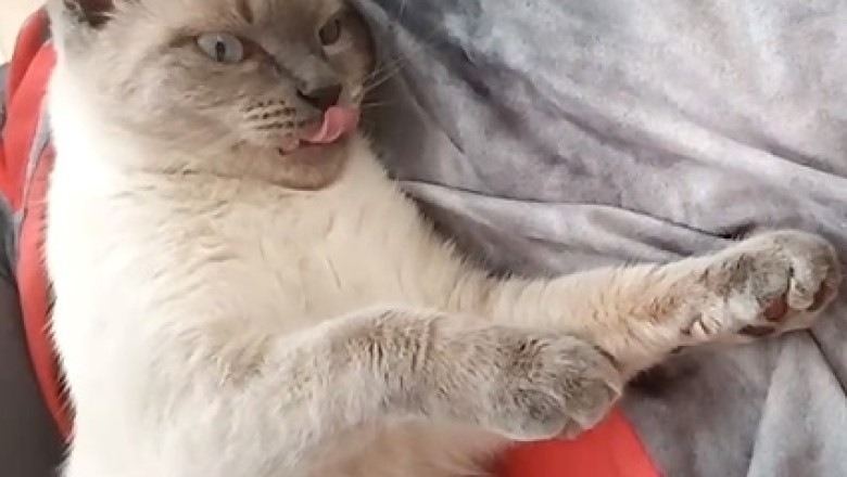 Feisty Feline vs. Cuddles: Cat Hilariously Rejects Owner's Attempts to Be Held!