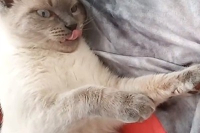 Feisty Feline vs. Cuddles: Cat Hilariously Rejects Owner's Attempts to Be Held!
