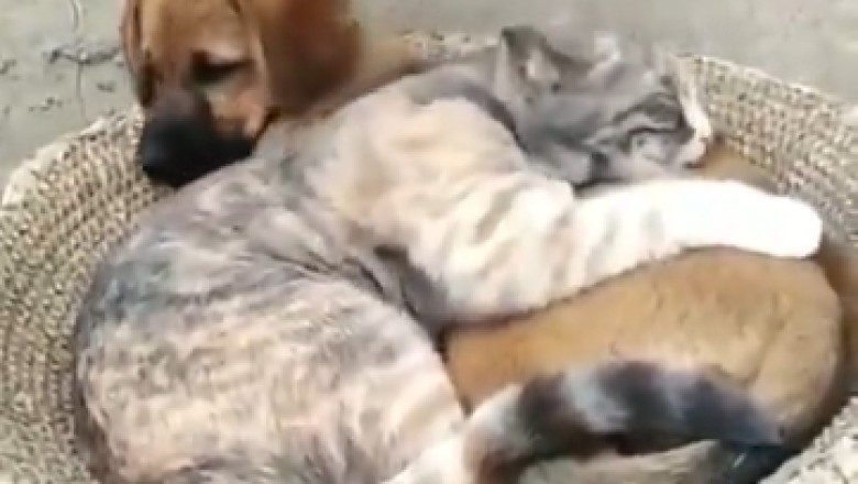 Hilarious and Heartwarming: Watch Pets Showing Unbelievable Love for Each Other!