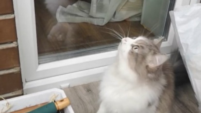 Hilarious Cat Fails at Epic String Chase: Prepare for a Purrfectly Funny Feline Adventure!