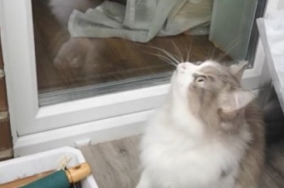 Hilarious Cat Fails at Epic String Chase: Prepare for a Purrfectly Funny Feline Adventure!