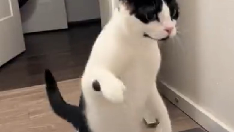 Hilarious Cat Mesmerized by Water Show! Prepare for Purr-fectly Funny Entertainment!