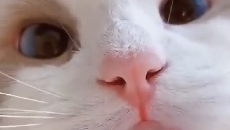 Hilarious Cat "Mewow Mewow" Video Goes Viral! Prepare for Non-Stop Laughter!
