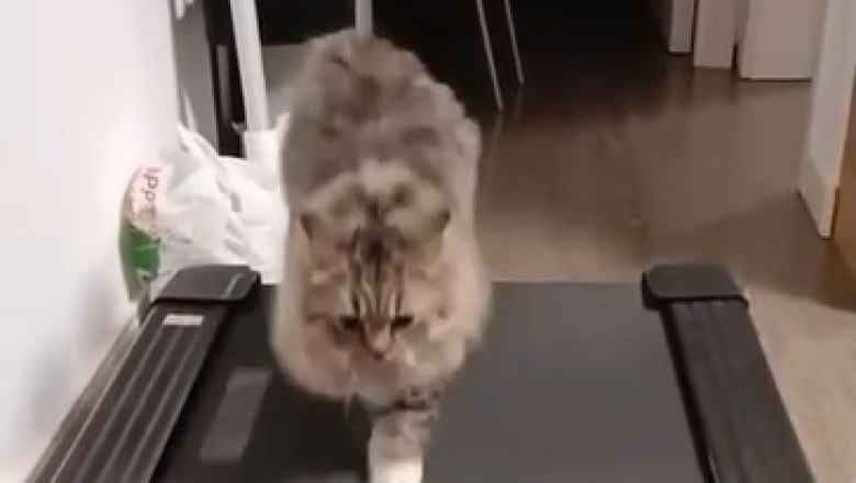 Hilarious Cat Takes Over Treadmill! Watch the Furry Fitness Guru in Action!