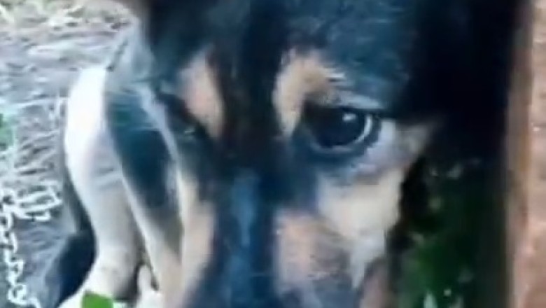 Hilarious Chaos Ensues as Dog and Cat Fake Being Sick! Watch Their Comical Antics Unfold!