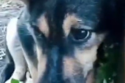 Hilarious Chaos Ensues as Dog and Cat Fake Being Sick! Watch Their Comical Antics Unfold!