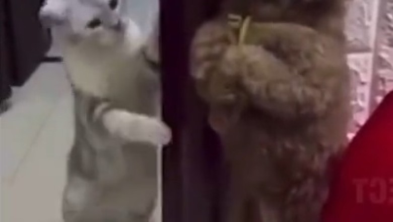 Hilarious Dog Interrupts Neighbor's Cat Nap with Unforgettable Knocking Skills! This Video Will Leave You Rolling with Laughter!