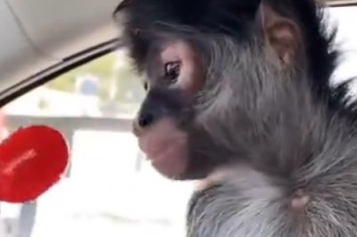 Hilarious Monkey Goes Bananas for Sweets! You Won't Believe What Happens Next!