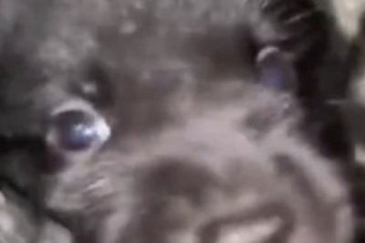 Hilarious Small Dog Showcases Epic Dance Moves! Prepare to Bust a Gut with Laughter!