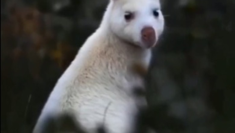 Hilariously Graceful Kangaroo Takes "Dancing with the Stars" to a Whole New Level! Watch this Wild Beauty Bust a Move!