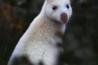 Hilariously Graceful Kangaroo Takes 