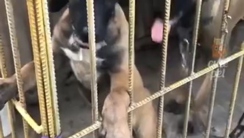 Oops! Hilarious Mishaps of Pets That'll Have You Laughing Out Loud!