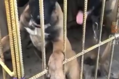 Oops! Hilarious Mishaps of Pets That'll Have You Laughing Out Loud!