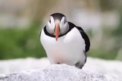 The Quirky Life of a Beautiful Puffin: Unforgettable Moments Caught on Camera!