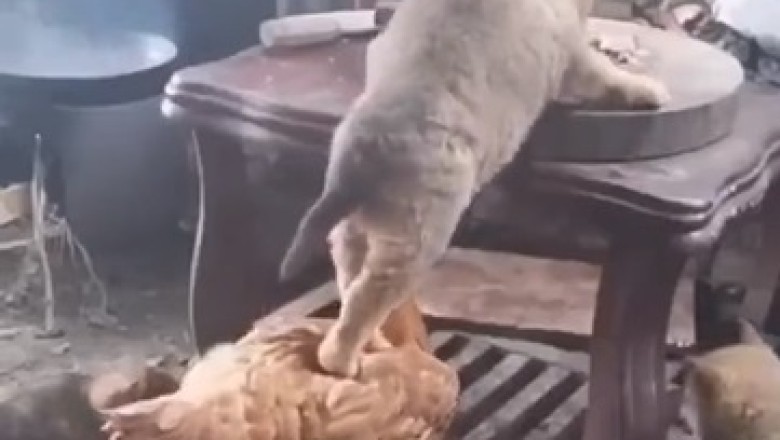 Unlikely Duo Joins Forces - Hilarious Cat and Chicken Duo Plot Epic Food Heist! Watch the Chaos Unfold!