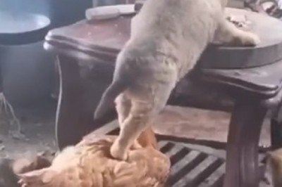 Unlikely Duo Joins Forces - Hilarious Cat and Chicken Duo Plot Epic Food Heist! Watch the Chaos Unfold!
