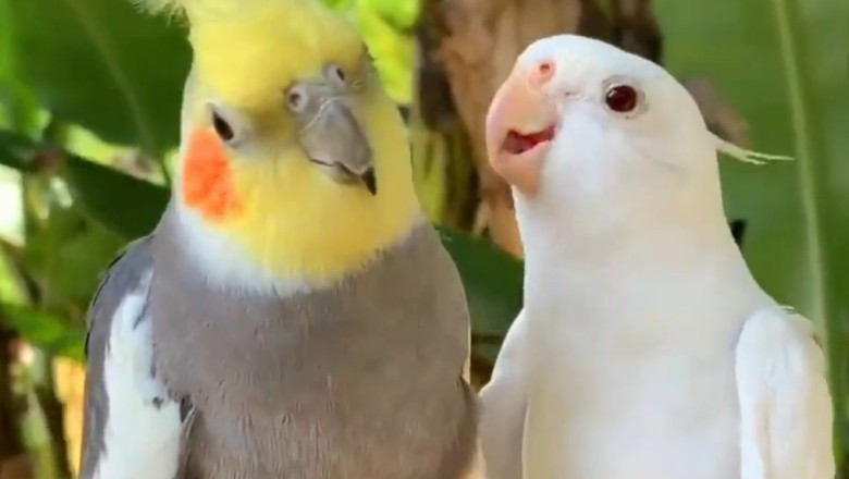 Watch in Awe as Colorful Canaries and Cheeky Parrots Bring Vibrant Joy and Hilarity to Your Day in this Side-Splitting Funny Video!